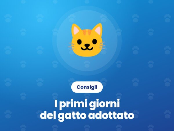 I primi giorni a casa con il gatto adottato: 7 consigli