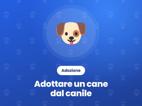 Adottare un cane dal canile: la guida passo dopo passo